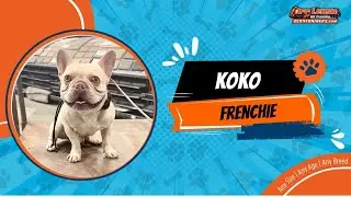 Frenchie🐶🦮Off leash Dog Training / Obedience Training 🦮🐶