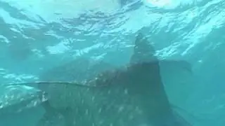 Maldives Whale Shark Research Programme: A day in the life of whale shark research