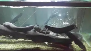 Electric eel feeding plus sound