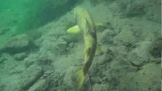 Marble trout - endemic specie of Slovenia