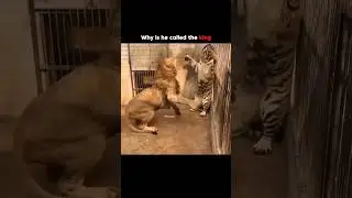 Moment When Lion Fight Tiger