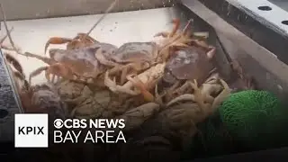Bay Area commercial Dungeness crab fishing set to begin after delay