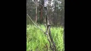 N&S Snake Catcher Ipswich, Brisbane & Logan 0415136941