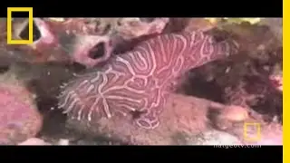 Strange Sea Creatures: Psychedelic Fish | National Geographic
