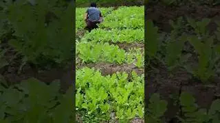 How to cook organic Radish with coconut milk 😋 #srilankancookinginnature #radish #recipes