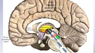 Structures de l'encéphale qui induisent le sommeil