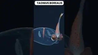 La v&eacute;ritable cape d'invisibilit&eacute; du calmar de verre #science #nature #ocean #abyssal