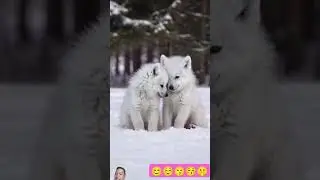 #wildlife #snow white wolf #nature #shortvideo #ang cute nilang dalawa