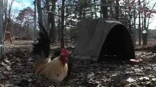Chickens in the City