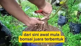 Membogelkan bahan bonsai waru pecah batang