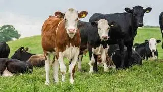 Azeem Mohammed glasgow | Agriculture Education in glasgow