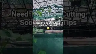 My Sweet Pumpkin Plant (Misty Kodu) Shokher Bagan 2022 UK