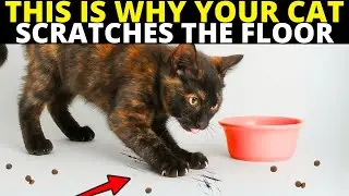 If Your Cat Scratches the Floor After Eating, They're Trying to Tell You This&hellip;