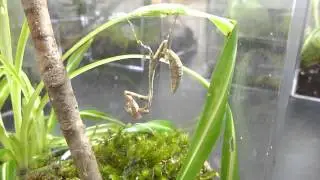 Dead leaf mantis nymph eating a cricket