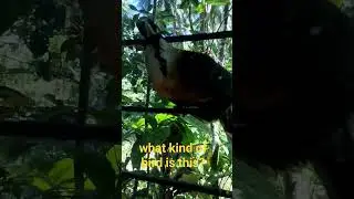 Look I found an interesting bird outside our window.I wonder what kind of bird it is?