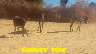 #donkey #animals #enjoying #excited #desert #villagelife #viral 