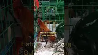 Caliber Hatch | Galen Pacturan | WGE 2023 #Shorts