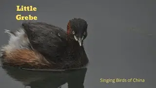 China Bird Sounds Video: Little Grebe Call Calming Nature Sounds No Music (鸟鸣声、鸟叫声, 自然鸟鸣声, 自然放松的音乐)