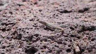 Stock Video - Side-Blotched Lizard sitting on a rock before running away