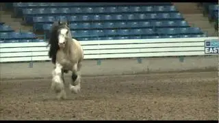 Taskin-Feathered Horse Classic