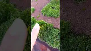 #shorts#video#nature#explore#wall_moss#england#Liverpool#Europe