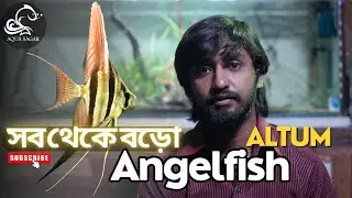 Altum Angelfish Care Tips & Fascinating Facts! In Bengali