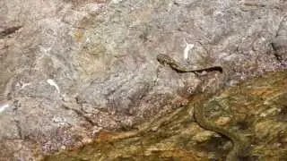 Vipernatter (Natrix maura) versucht einen Fisch zu fangen