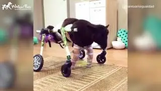 Sanctuary for Disabled Farm Animals in Chile
