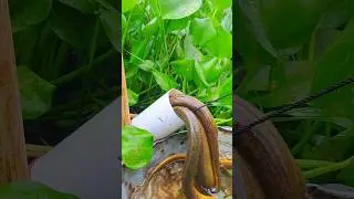 village big size baim fishing video in bill #fishing #shorts