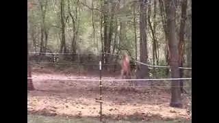 Taba- Tanyas new yearling Quarterhorse