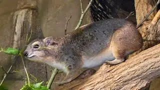 The bush hyrax