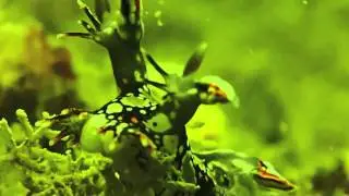 Bornella anguilla @ Little Sisters Island - 15th Oct 2013