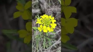 Rough Wallflower &ndash; Erysimum asperum in the Tetons in June