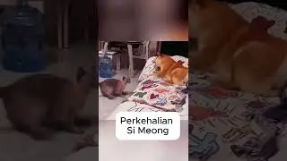 si tukang berantem #KucingKawaii#KucingBahagia#KucingSelaluBikinNgakak#KucingBeraksi#shorts