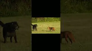 mischievous fox (fox and dog) #shorts