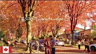 🇨🇦 Autumn Walk in Vancouver | Fiery Red Maple Streets & Golden Hour Serenity in East Vancouver【4K】