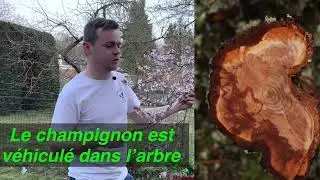 Le Prunier myrobolan: Prunus pissardii, conseil cultural