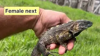 Trio Male and Two Female Banana  Pectinata iguanas 2022 Hatch tow years old July 7 2022