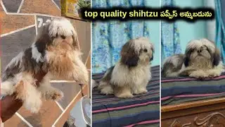 Top quality shihtzu puppy for sale in telugu/9390593716,8328609445 /aj pets 