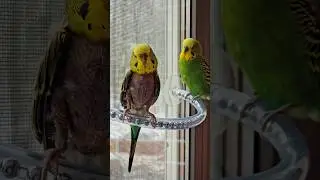 January Budgies / Январские Волнистые попугайчики