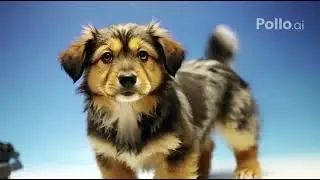 Text to video 丨 Dichromatic video for dogs.