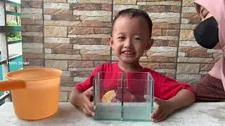 Ikan cupang dijual dekat pasar | vlog Sinan