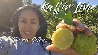 Kaffir Tree ○ Lime ○ Leaves 🍃 Not sure if it's worth planning 🤔  Let's talk about it! 