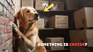 Golden Retriever Wouldn't Stop Scratching The Wall &mdash; What They Discovered Left The Family In Tears