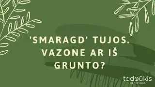 'Smaragd' tujos. Ką rinktis: vazone ar i&scaron; grunto? Kokiais atstumais sodinti?