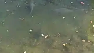 Большие карпы. Velk&yacute; kapr. Large carp.