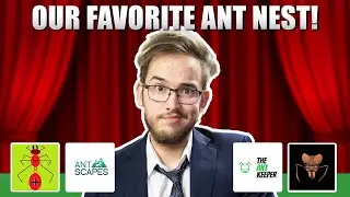 НАШЕ ЛЮБИМОЕ МУРАВЬИНОЕ ГНЕЗДО! | Ant Holleufer Ant Show #4