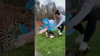 Hero Cat Saves Baby from Leopard in Dramatic Forest Rescue! #shorts #viral #catrescue #baby #trend