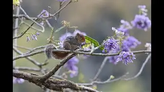 Jungle-striped Squirrel (Funambulus tristiatus)
