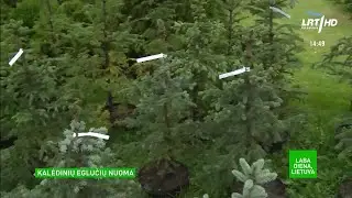 Kalėdinių eglučių bumas prasidėjo kaip niekad anksti: jau pasipylė norinčiųjų jas nuomotis skambučia